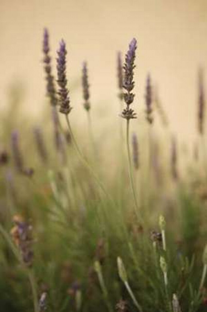 Lavender I Poster Print by Karyn Millet - Item # VARPDXPSMLT126